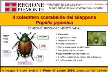 Piano di azione contro il Coleottero scarabeide del Giappone