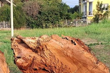 Addio alla quercia di via Ceretta Inferiore